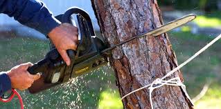Best Lawn Irrigation Installation and Maintenance  in Wrightwood, CA