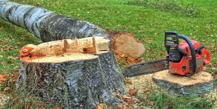 Best Tree Health Inspection  in Wrightwood, CA