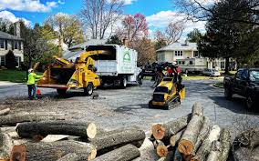 Best Arborist Consultation Services  in Wrightwood, CA