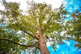 Wrightwood, CA Tree Care Company
