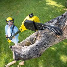 Best Pest Control for Lawns  in Wrightwood, CA