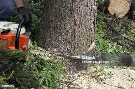 Best Lot and Land Clearing  in Wrightwood, CA