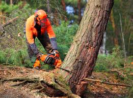 Best Lawn Disease Treatment  in Wrightwood, CA