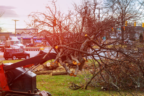 Best Tree and Shrub Care  in Wrightwood, CA