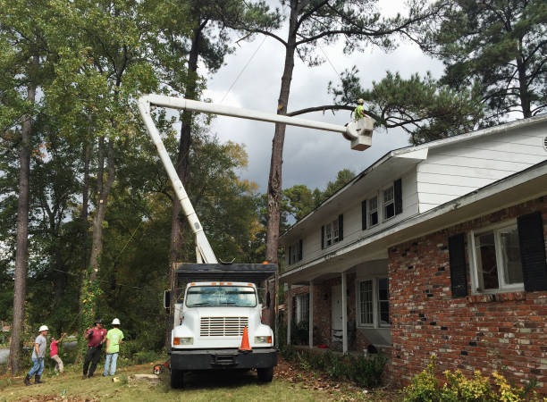 Best Emergency Tree Removal  in Wrightwood, CA