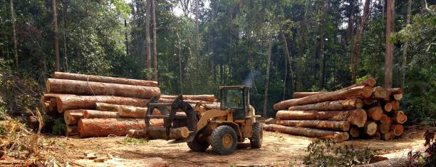Best Tree Mulching  in Wrightwood, CA