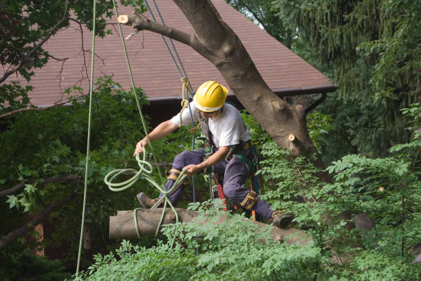 How Our Tree Care Process Works  in  Wrightwood, CA