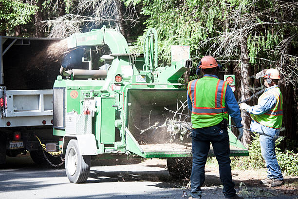 Best Hedge Trimming  in Wrightwood, CA