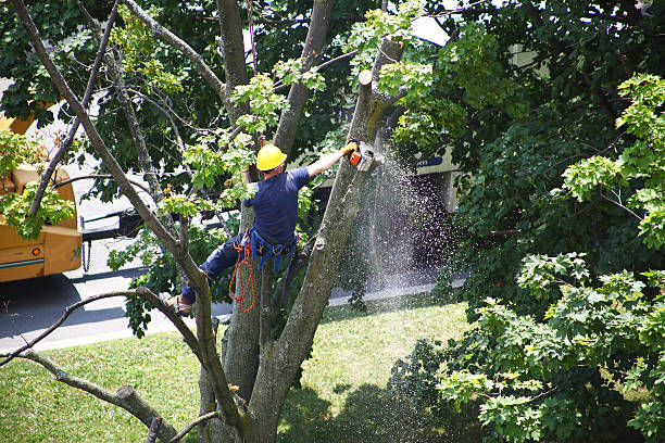 Best Tree Mulching  in Wrightwood, CA