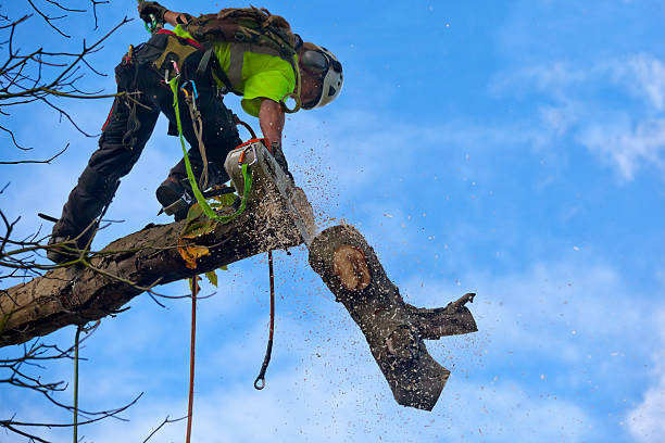 Best Lawn Maintenance Plans  in Wrightwood, CA