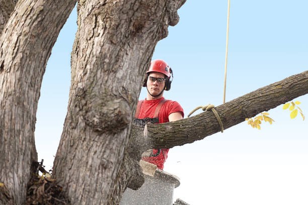 Best Tree Disease Treatment  in Wrightwood, CA